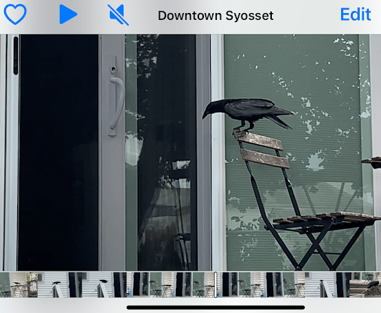 The Curious Visitor: The Enigmatic Encounter of a Crow    